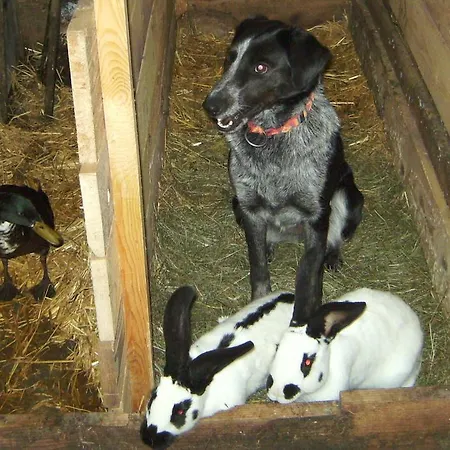 Farm stay Maurerbauer *